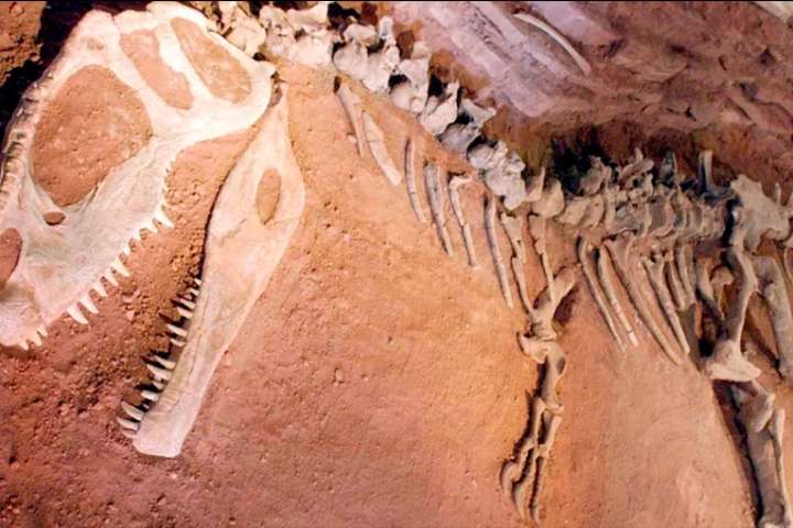 Transmisión inédita: mostrarán cómo se buscan y extraen fósiles de dinosaurios en la Patagonia