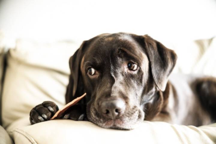 Qué alimento no debes darle nunca a tu perro