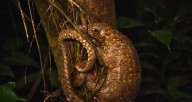 In southeast Nigeria, pangolins hunted for meat, not scales, study finds