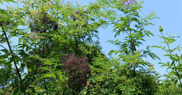 Nuisance or nature’s gift? With elderberries, it depends on your perspective