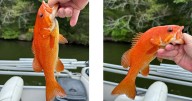 Orange bass caught in Tennessee lake