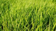 Cómo resembrar el césped este otoño para tener un jardín más saludable en primavera