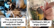 49 Animals Who Woke Up And Chose Nonsense