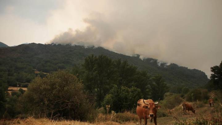 Denuncian que la Junta deja "injustamente excluidos" a varios agricultores y ganaderos de las ayudas por los incendios