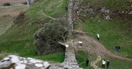 Sycamore Gap: Piece of the illegally felled tree is going on display