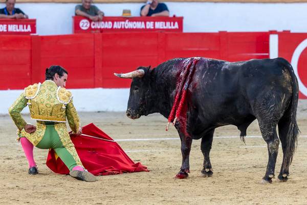 Corte colombiana avala ley que prohíbe corridas de toros y peleas de gallos