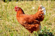 Influenza aviar en Entre Ríos: ampliaron detalles del caso en el que murieron 20 aves