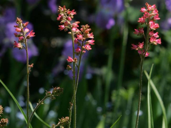 GARDENING: Garden needs refresh after hot summer