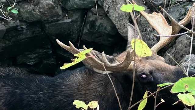 Young bull moose rescued from Maine family's well