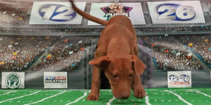 Puppy Picks: Week 4 | Barnwell vs. South Aiken