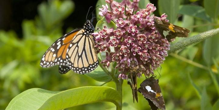 The One Perennial You Need to Plant This Fall to Help Pollinators