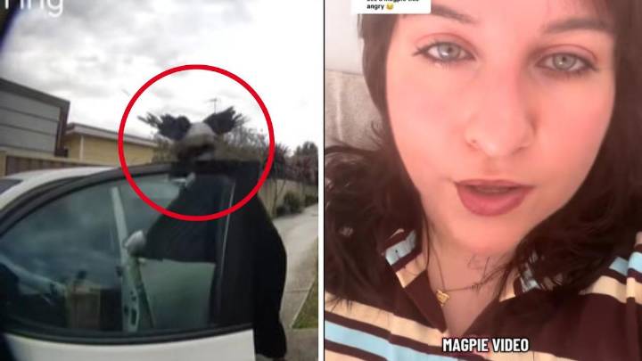Woman swooped by magpie outside her Melbourne home
