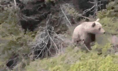 Chilling final vid of climber moments before he was attacked by brown bear causing him to fall into ravine
