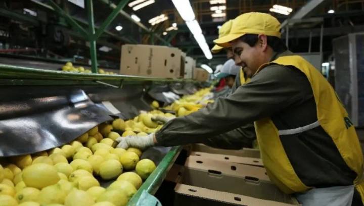Pese a la crisis del sector, el limón sigue siendo el gran motor de las exportaciones tucumanas