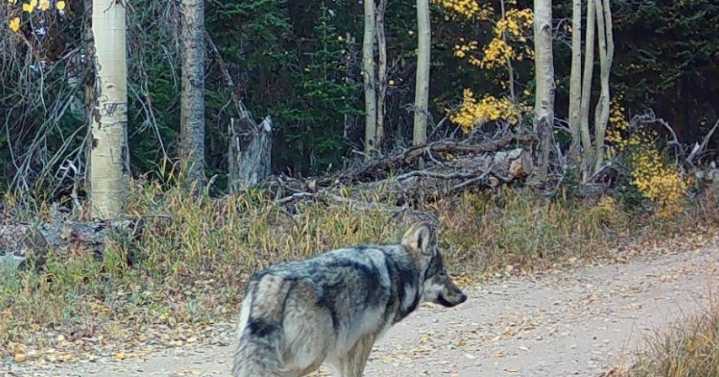 Wolf shot by authorities was part of Copper Creek pack