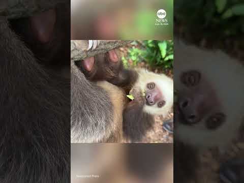 Golden lion tamarins and sloths become unlikely roommates at Florida zoo