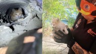Rescatan a Gatito Atrapado Dentro de Coladera en Monterrey
