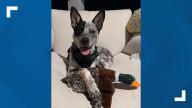 Dog rescued from animal cruelty case adopted by Lacy Lakeview Police Officer