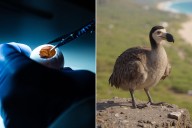 Colossal Biosciences Makes Breakthrough in Dodo Bird De