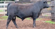 Tandara Angus stud dispersal, September 13, 2025