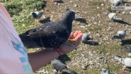 Colwood votes to clip the wings on bird feeding at Esquimalt Lagoon