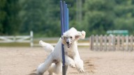 10 Fastest Dog Breeds in the World: Salukis, Collies, and More