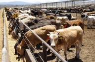 Alerta en Coahuila por brote de gusano barrenador en Nuevo León