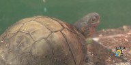 Spock’s Sanctuary helps Animal Rescue League of Iowa build reptile response skills
