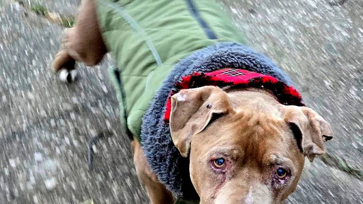 Jury convicts Michigan veterinarian of theft for refusing to return dog to homeless man