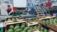 La entrada de aguacates y mangos de Brasil desploma los precios en Málaga