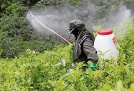Cuatro de los plaguicidas prohibidos por el Gobierno de México provocan cáncer; también dejan huella tóxica en ecosistemas