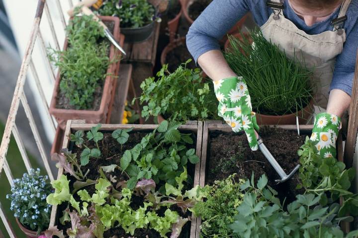 Sugerencias. Cómo hacer una huerta casera en primavera