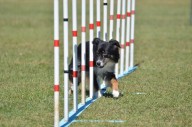 11 Intelligent Dog Breeds Who Need Daily Brain Work