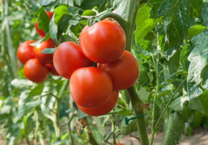 ND Farmers Reporting Tomato Growth Delays