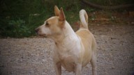 UACJ Aclara Señalamientos de Animalistas Sobre Prácticas en Veterinaria