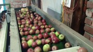 Himachal apple farmers face severe crop losses due to harsh weather, demand govt action