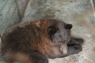 Reintegran osa negra al hábitat natural en la sierra de Sonora