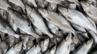 Nearly 100,000 Pounds Of Seafood Was Just Recalled — Here Are The States Impacted
