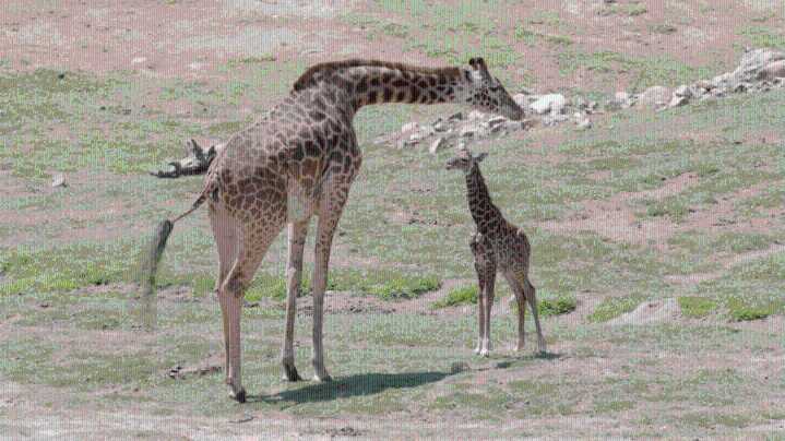 San Diego Zoo Safari Park announces names of two baby giraffes