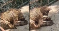 ¿Dos años de descuido? Profepa investiga historial clínico de osezna en zoológico de Nuevo León