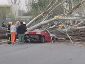 351 caídas. Una mujer de 37 años murió aplastada por un árbol durante un temporal en Mendoza