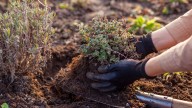 The Best Time Of Year To Plant Perennial Catmint In The Garden