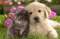 ¿Son más inteligentes los perros o los gatos? Qué dice la ciencia