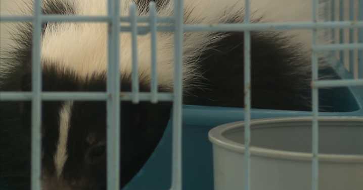 Skunk Fest marks 25 years in North Ridgeville