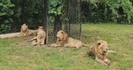After 5 lions kill zookeeper in Thailand, scrutiny on safari park's animal treatment intensifies