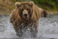 Man mauled in bear attack at Yellowstone National Park
