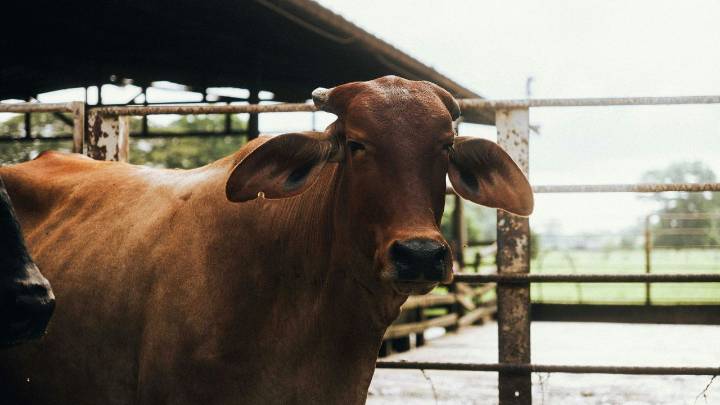 CCRAS, Telangana Veterinary University Ink MoU to Advance Research in Animal Health and Ayurveda