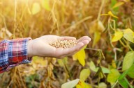 Presión en el mercado. La necesidad de los exportadores empujó una mejora del precio de la soja