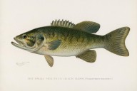 Smallmouth Bass Evolve to Evade Electric Culling in Adirondack Lake