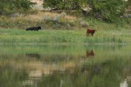 Trump administration wants to cancel Biden-era rule that elevated conservation on public land
